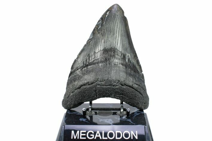 Huge, Fossil Megalodon Tooth - South Carolina #251269